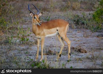 Male african impala with mouth open in the wild