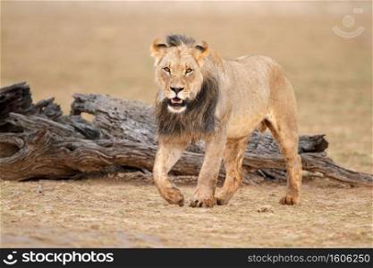 Male African lion  Panthera leo , Kalahari desert, South Africa 