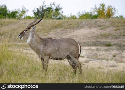 Male african waterbuck showing off in the wild