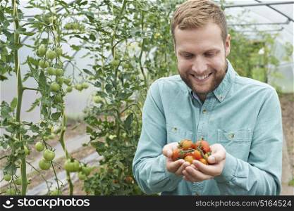 Male Agricultural Worker Checking Tomato Plants In Greenhouse