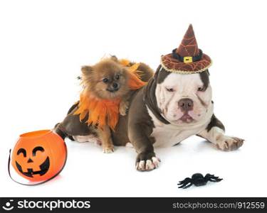 male american bully and spitz in front of white background