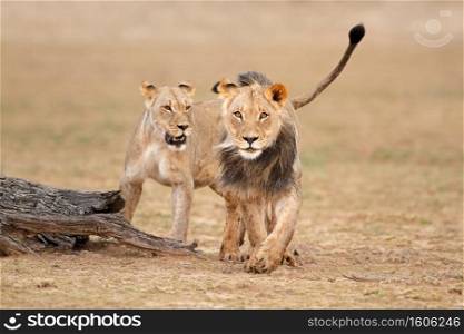 Male and female African lions  Panthera leo , Kalahari desert, South Africa 