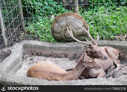 Male and female deer together in an enclosure