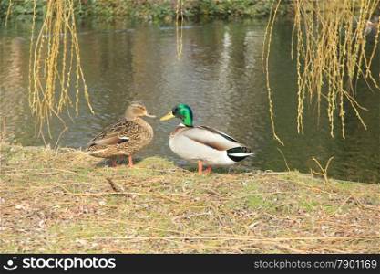 Male and female duck in early spring light near a pond