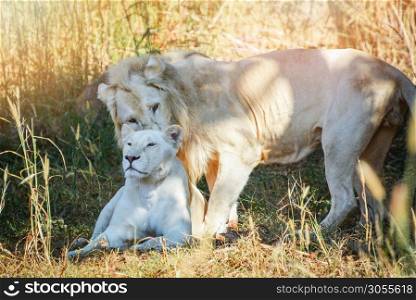 Male and female family white lion lying relaxing on grass field safari - king of the wild lion couple animal