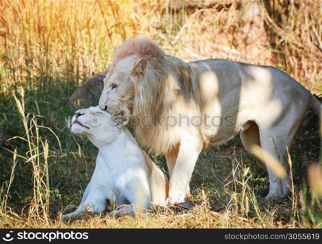 Male and female family white lion lying relaxing on grass field safari - king of the wild lion couple animal