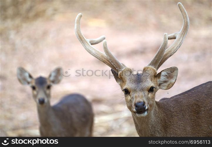 male and female hog deer ( Hyelaphus porcinus )