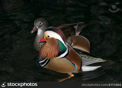 Male and female Mandarin ducks