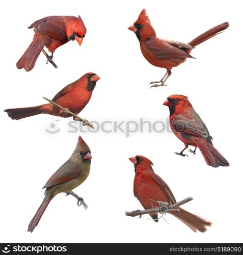 Male and Female Northern Cardinals isolated on white background. Male and Female Northern Cardinals