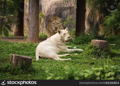 Male and Female white Lions lying down