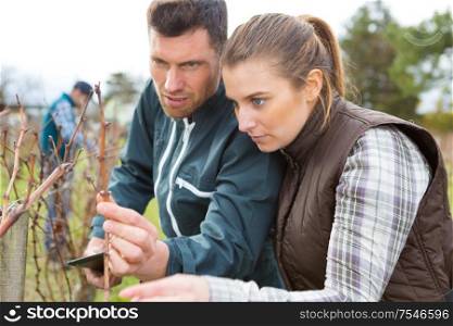 male and female workers inspecting grape vine