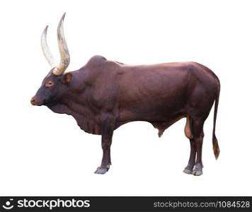 male ankole watusi isolated on white background
