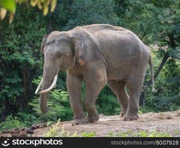 male asia elephent tether with chain in thailand