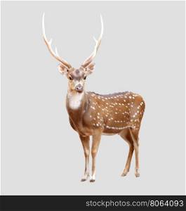 male axis deer isolated on gray background