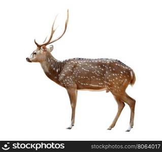 male axis deer isolated on white background