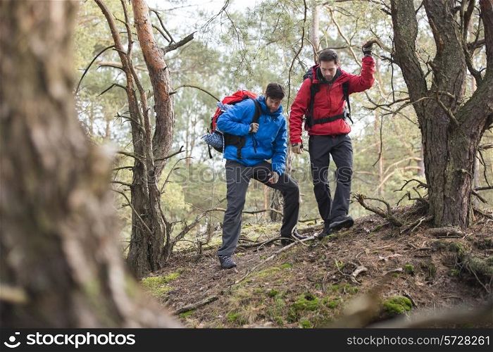 Male backpackers hiking in forest