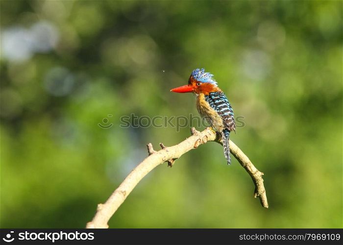 Male Banded kingfisher (Lacedo pulchella) stair at us in the forest