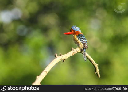 Male Banded kingfisher (Lacedo pulchella) stair at us in the forest