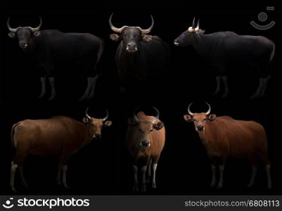 male banteng hiding in the dark with spotlight