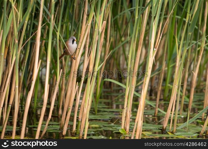 Male Bearded Tit, Panurus biarmicus. perched on reeds