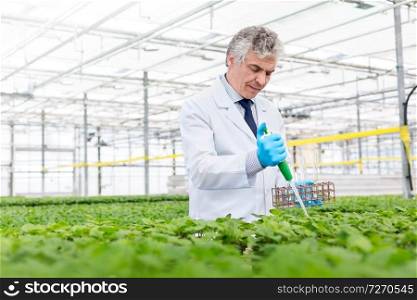 Male biochemist using pipette on herbs in plant nursery