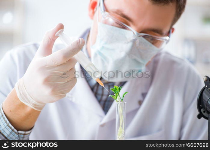 Male biochemist working in the lab on plants