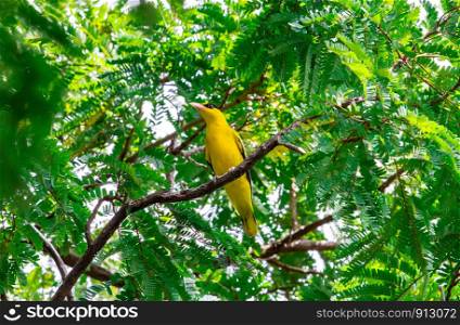 Male Black-naped Oriole (Oriolus chinensis) perching on a branch in the garden.