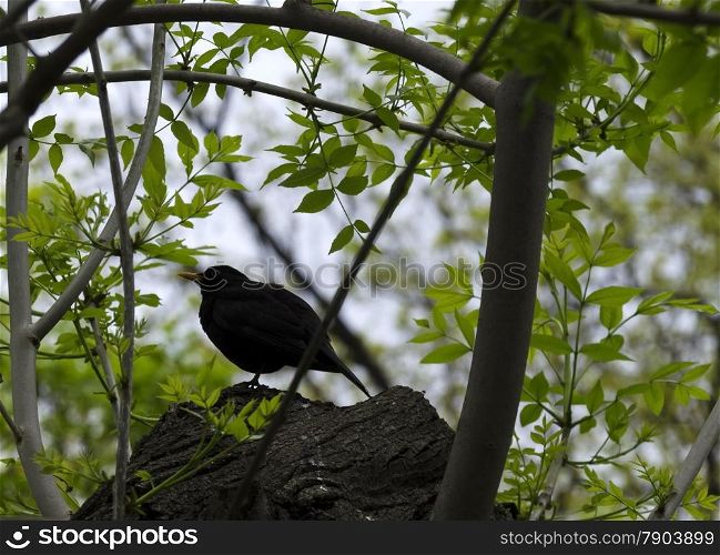 Male Blackbird, Turdus merala. sitting in a tree