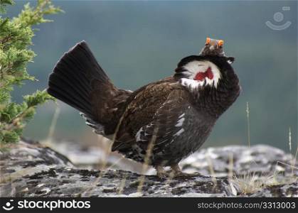 Male Blue Grouse displaying for hen while standing on rock. Male Blue Grouse