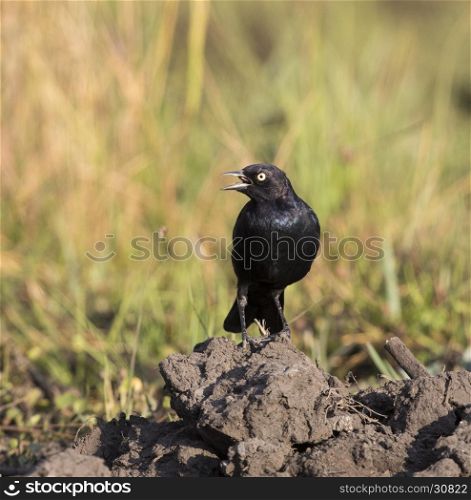 Male Brewer Blackbird calling on mound of dirt with grass