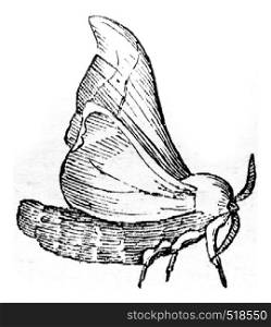 Male butterfly, vintage engraved illustration. Magasin Pittoresque 1845.