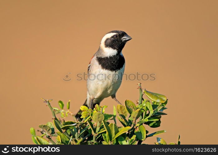 Male Cape sparrow (Passer melanurus) perched on a branch, South Africa