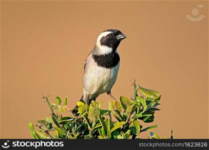 Male Cape sparrow (Passer melanurus) perched on a branch, South Africa