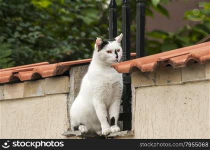 Male cat sitting on house garden wall
