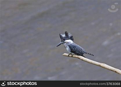 Male Crested Kingfisher (Megaceryle lugubris) sitting on a branch, taken from Thailand