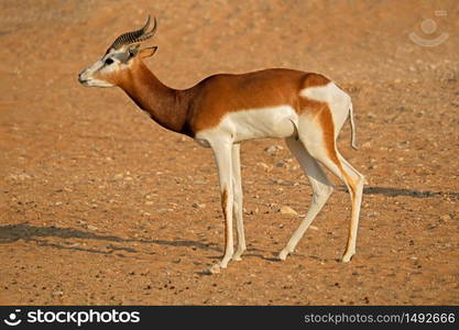 Male critically endangered dama gazelle (Nanger dama), Northern Africa