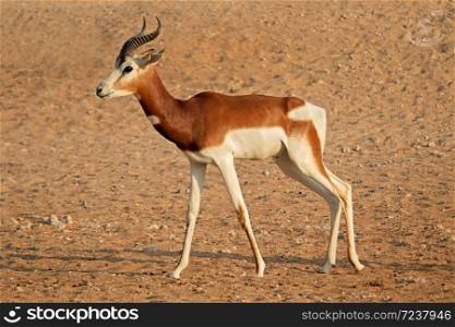 Male critically endangered dama gazelle (Nanger dama), Northern Africa