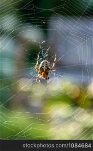 Male cross spider in a sunny web