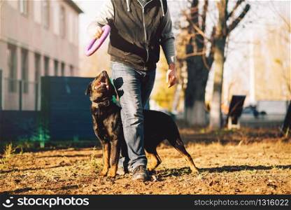 Male cynologist, police dog training outdoor. Owner with his obedient pet outside, bloodhound domestic animal. Male cynologist, police dog training outdoor