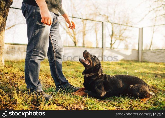 Male cynologist with service dog, training outside. Owner with his obedient pet outdoor, bloodhound domestic animal