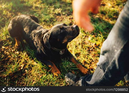 Male cynologist with working dog, training outside. Owner with his obedient pet outdoor, bloodhound domestic animal. Male cynologist with working dog, training outside