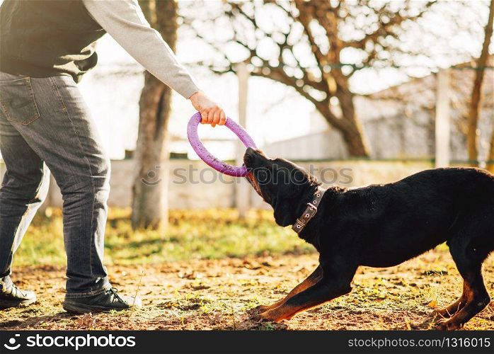Male cynologist work with trained police dog, training outdoor. Owner with his obedient pet outside, bloodhound domestic animal. Male cynologist work with trained police dog