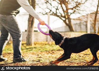Male cynologist work with trained police dog, training outdoor. Owner with his obedient pet outside, bloodhound domestic animal. Male cynologist work with trained police dog