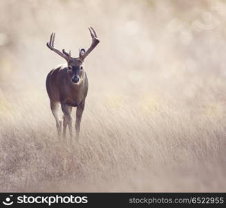 Male Deer in a grassland. Deer in a grassland