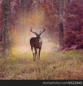 Male Deer in autumn forest. Deer in autumn forest