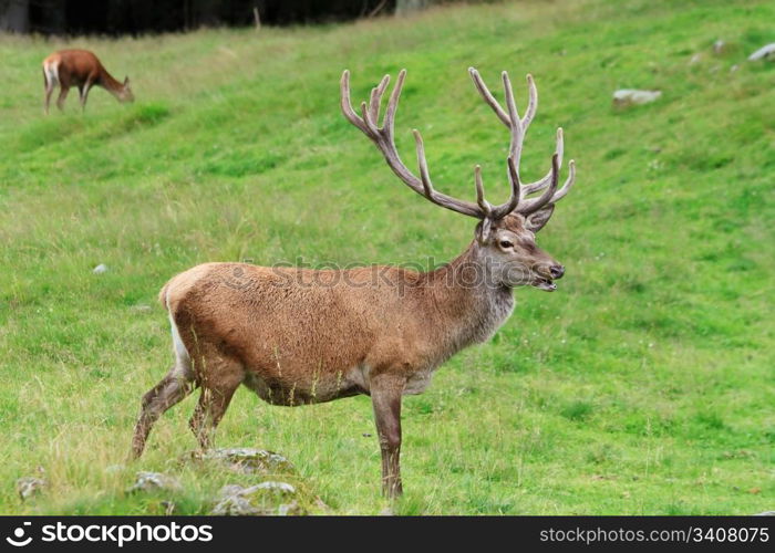 male deer on a green alpine pasture