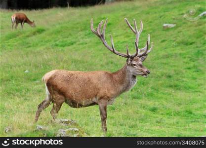 male deer on a green alpine pasture