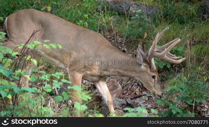 Male deer walking in the woods