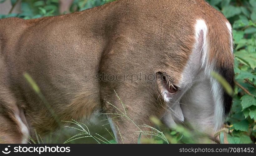 Male deer with visible woound on hind quarter