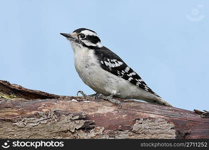 Male Downy Woodpecker (picoides pubescens)